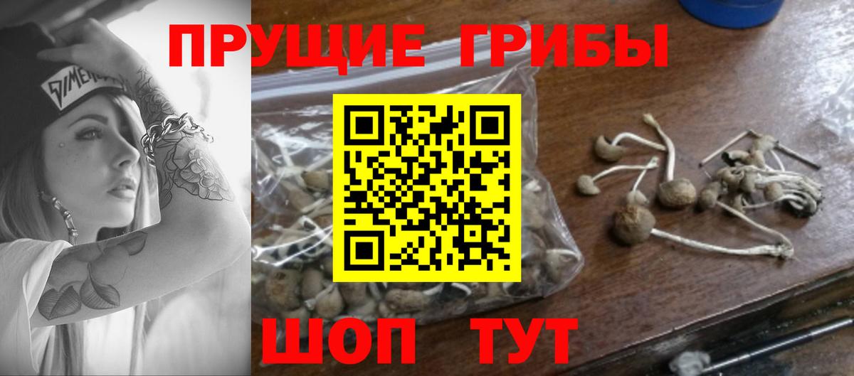 купить  сайты  Вход с VPN  Корсаков  Галлюциногенные грибы GOLDEN TEACHER 